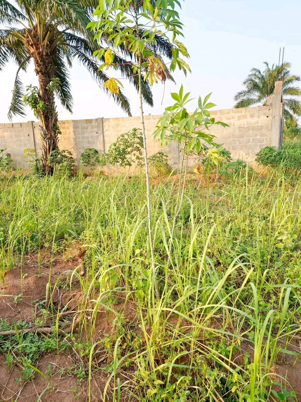 Terrain quart de lot en vente à Lome mission tové
